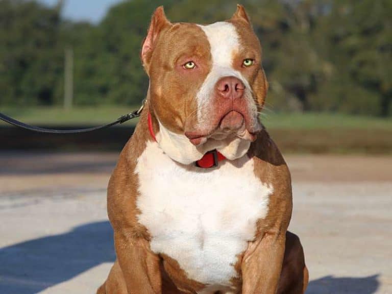 Better Built Bulliez specializing in American Bullies.